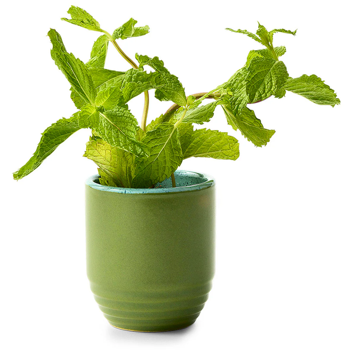 Modern Sprout In The Weeds/Mint Garden Vibes Candle/Planter - Image 4